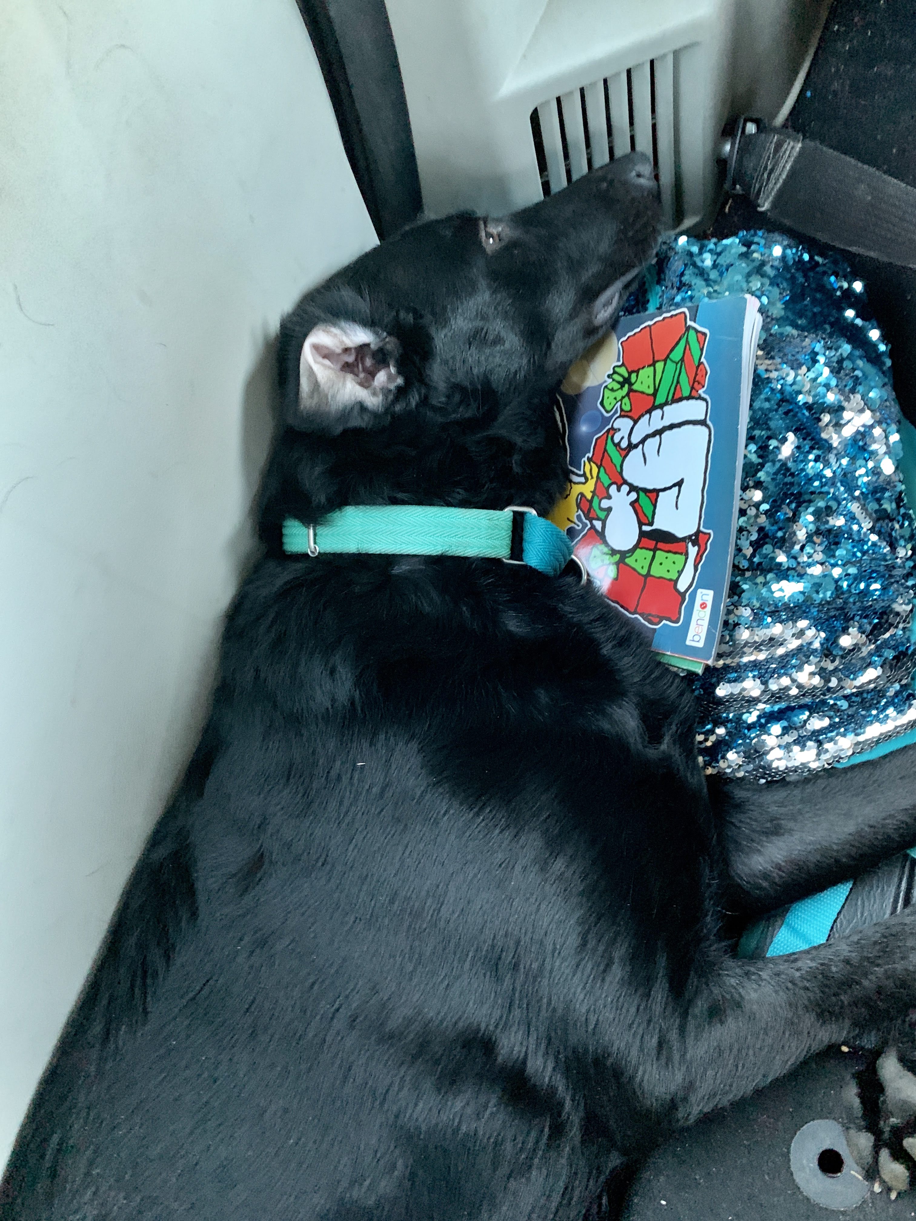 sleepy puppy